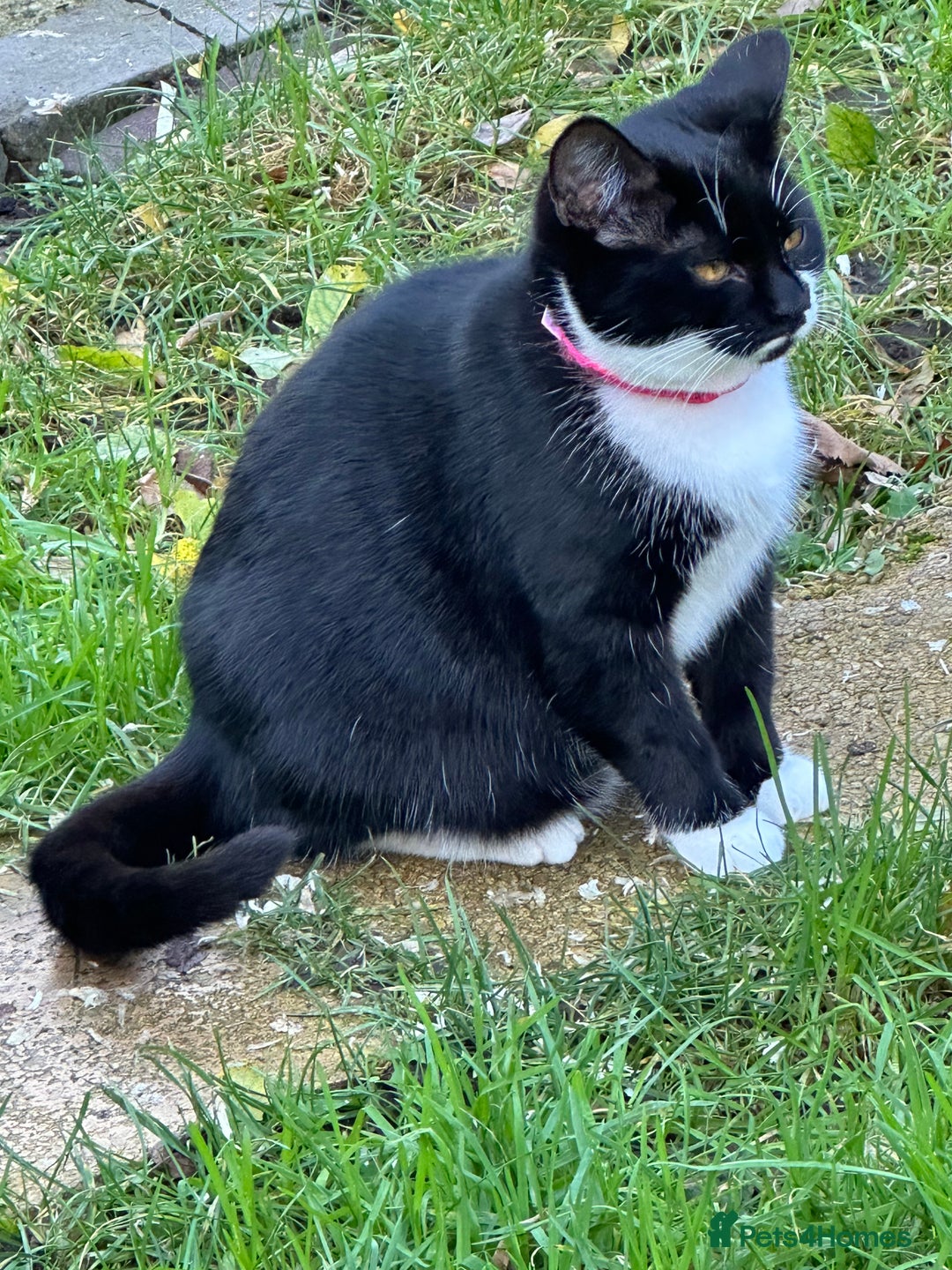 Mixed Breed cats for sale: Female black and white cat - Image 2