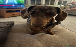 Miniature Dachshund dogs for sale: KC Miniature Dachshund puppies - Image 11