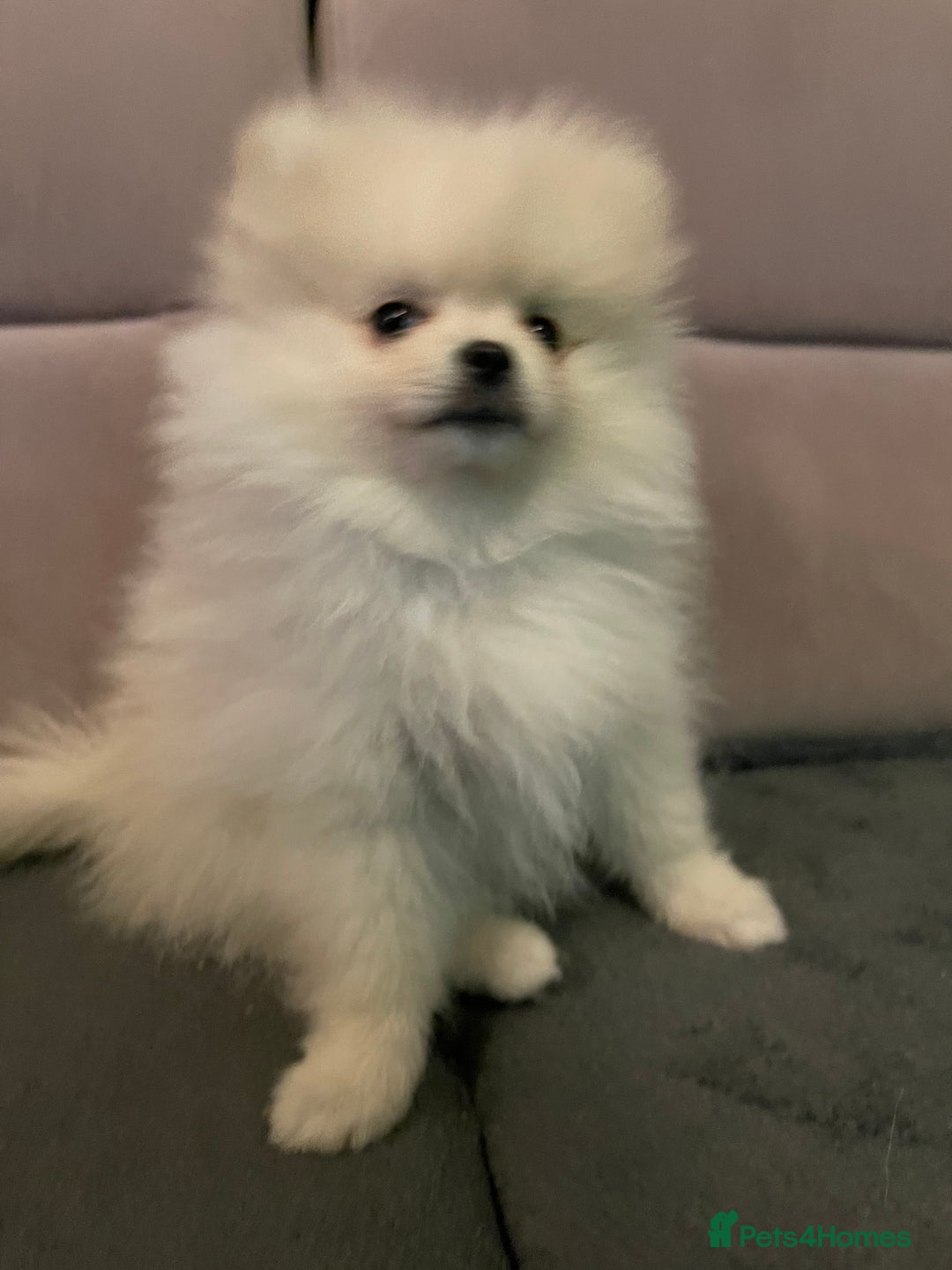 Pomeranian dogs for sale: Pomeranian Puppies – Ready Now - Advert 21