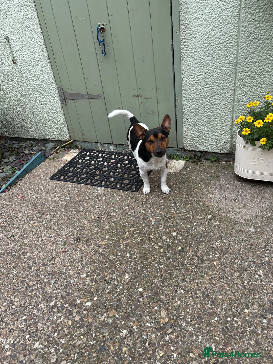 Jack Russell dogs for sale: Jax the Jack Russell - Advert 5