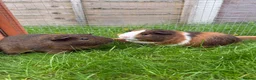 Guinea Pig rodents for sale: Baby guinea pigs! - Advert 7
