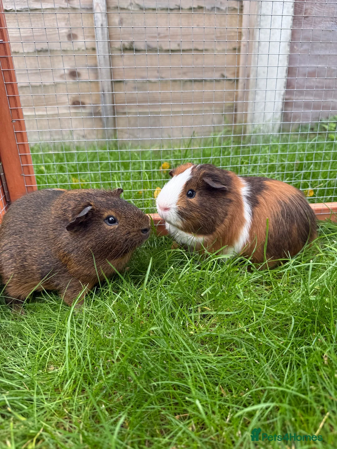 Guinea Pig rodents for sale: Baby guinea pigs! - Advert 7