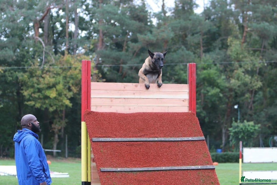 Belgian Shepherd Dog dogs for sale: Belgian Malinois is due before 5th of January - Advert 25