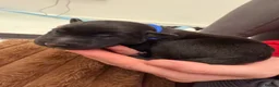 Mixed Breed dogs for sale: 🐾🖤 BELGIAN MALINOIS × BLUE LABRADOR PUPPIES 🖤🐾 - Advert 7