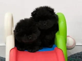 Chow Chow dogs 2 FEMALE beautiful black 🖤 baby Chow Chow’s - Advert 6