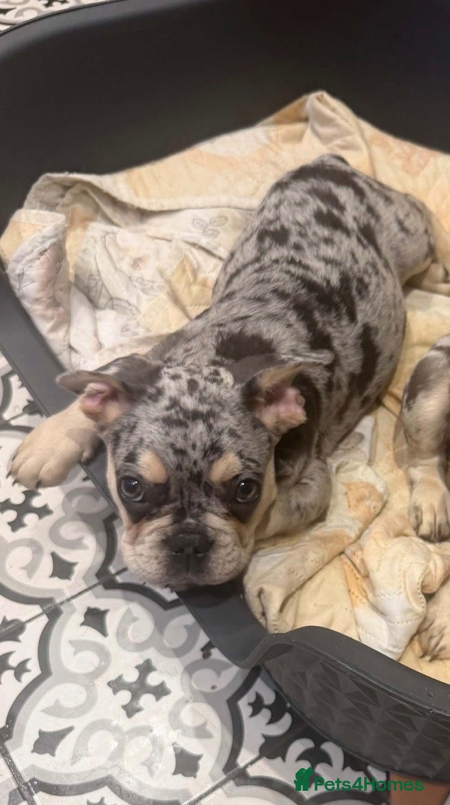 French Bulldog dogs Last frenchie Available!! - Advert 7