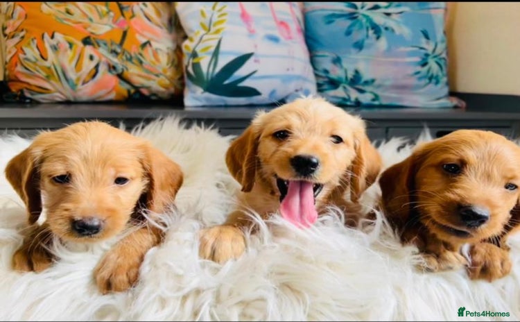 Labradoodle dogs - Advert 2