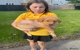 Labrador Retriever dogs for sale: Kc Labrador puppy ALLinjectionsfleawormchipinsured - Image 24