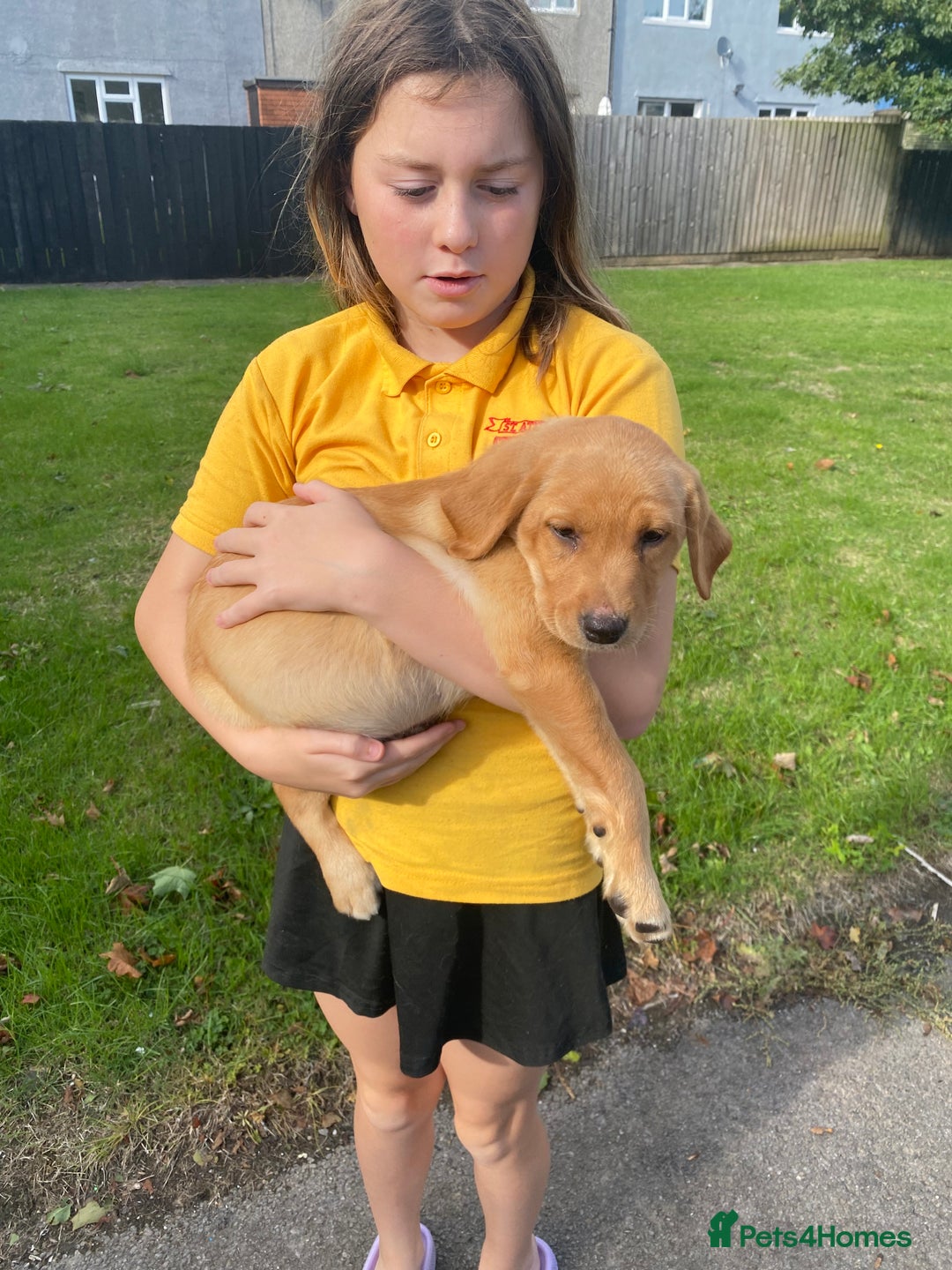 Labrador Retriever dogs for sale: Kc Labrador puppy ALLinjectionsfleawormchipinsured - Image 24