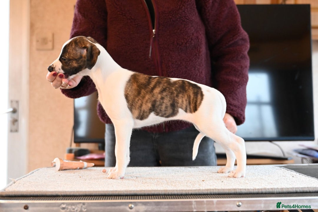 Whippet dogs for sale: Fabulous Whippet puppies  - Advert 12