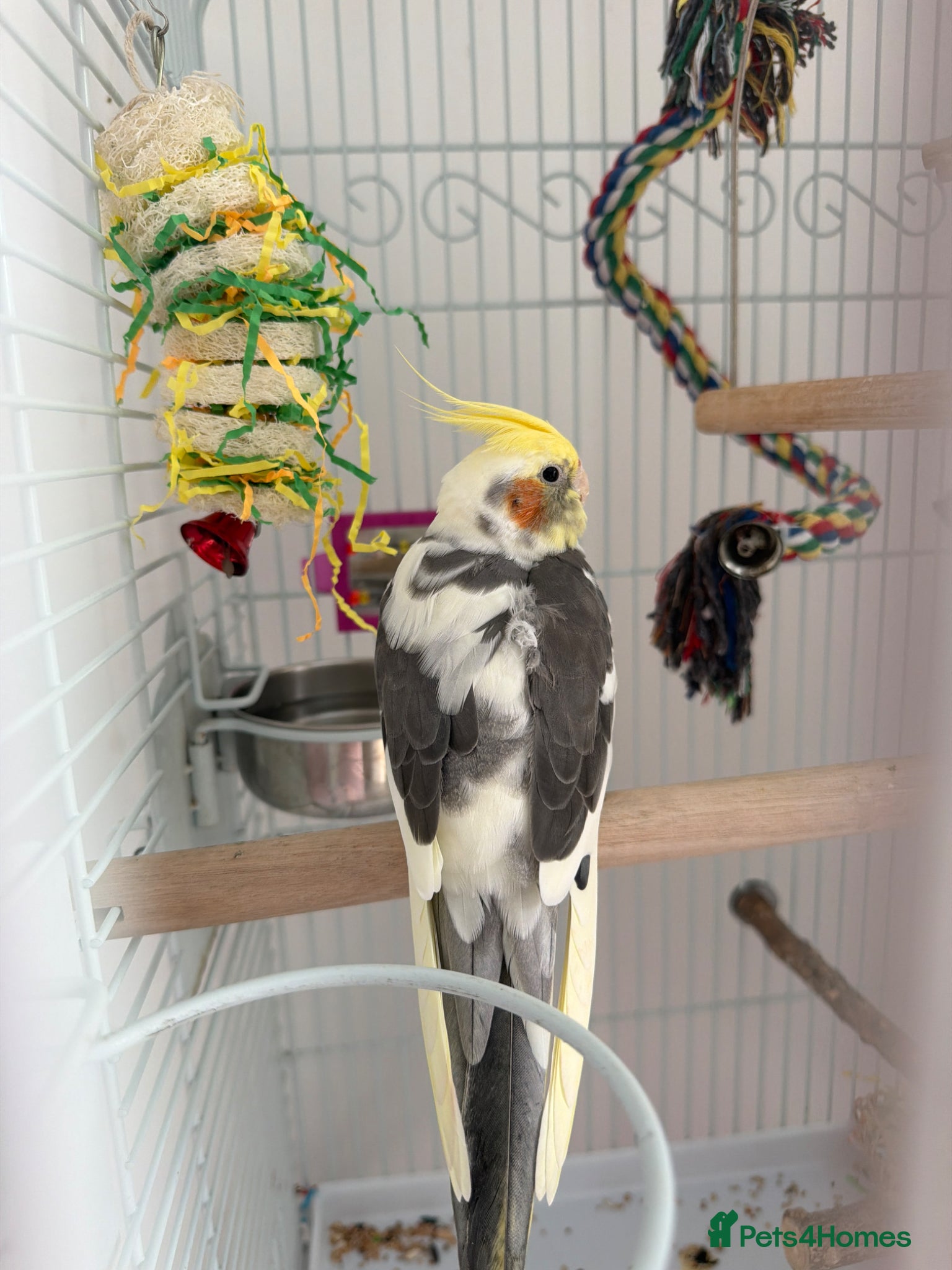 Cockatiels birds for sale: Cockatiel and cage  - Advert 3