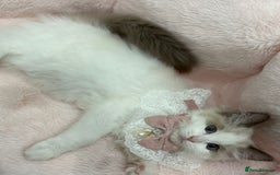 Ragdoll cats for sale: Blue Bicolor kittens 😸  - Image 8