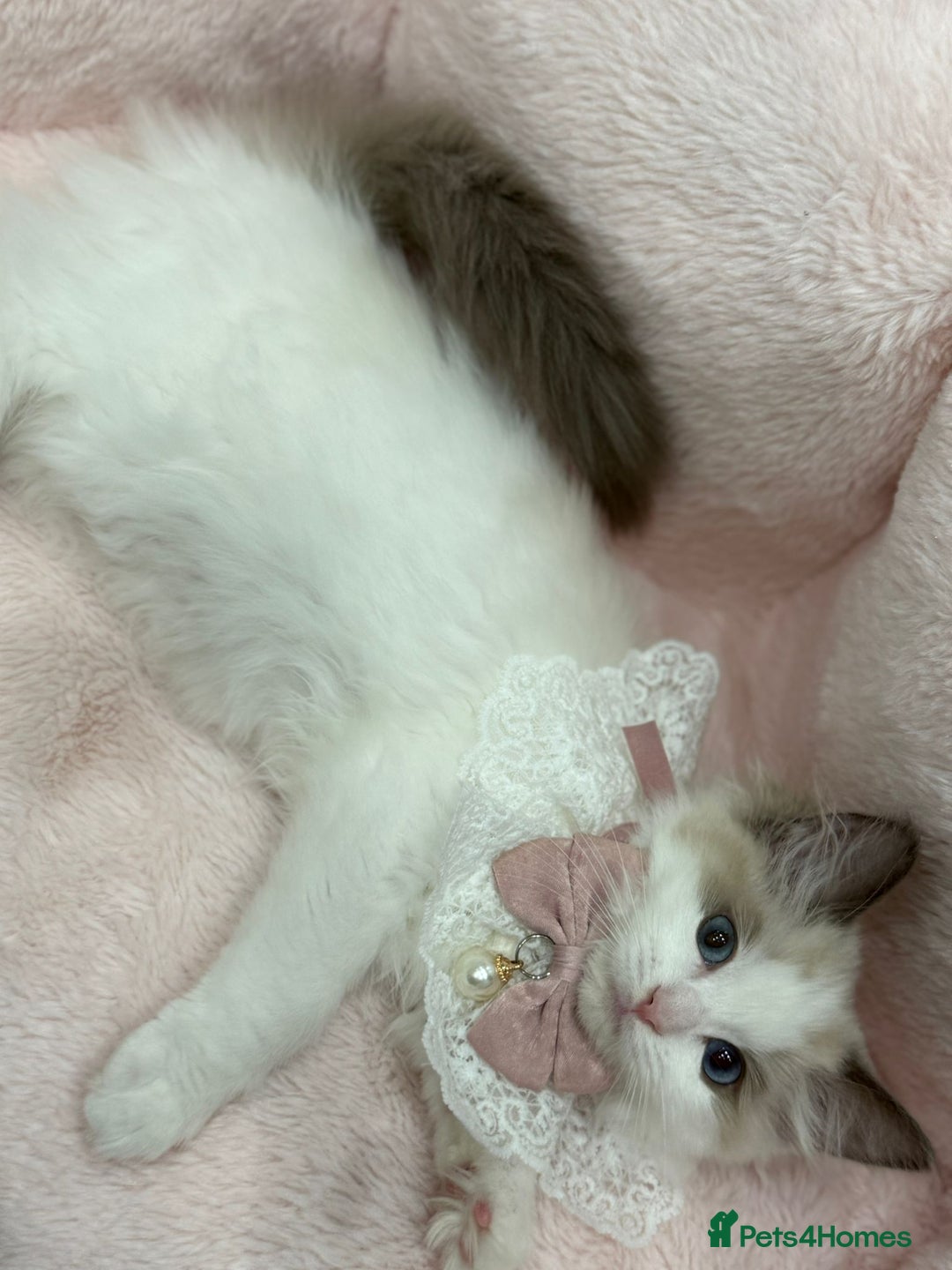 Ragdoll cats for sale: Blue Bicolor kittens 😸  - Image 8