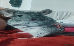 Chinchilla rodents for sale: Chinchilla male and female - Image 4