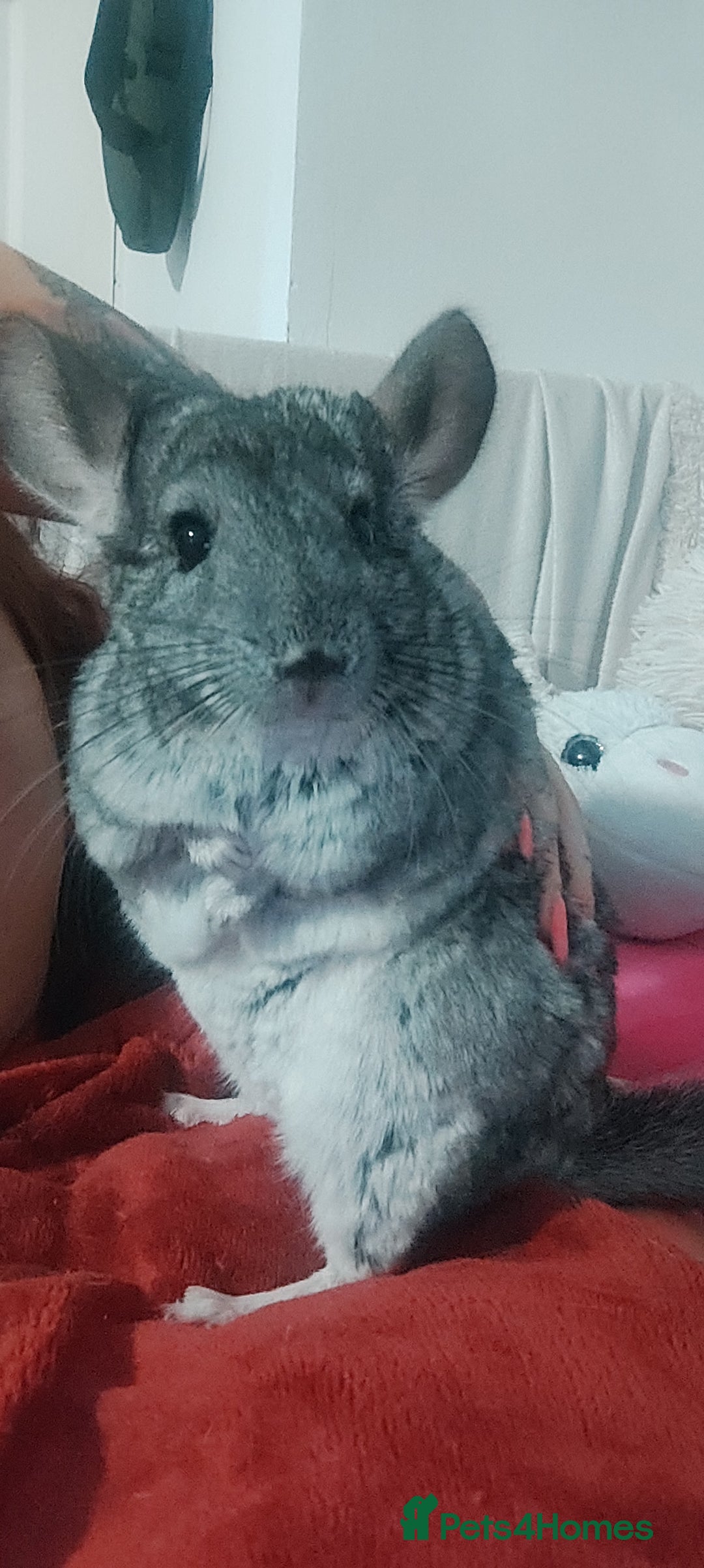 Chinchilla rodents for sale: Chinchilla male and female - Image 4