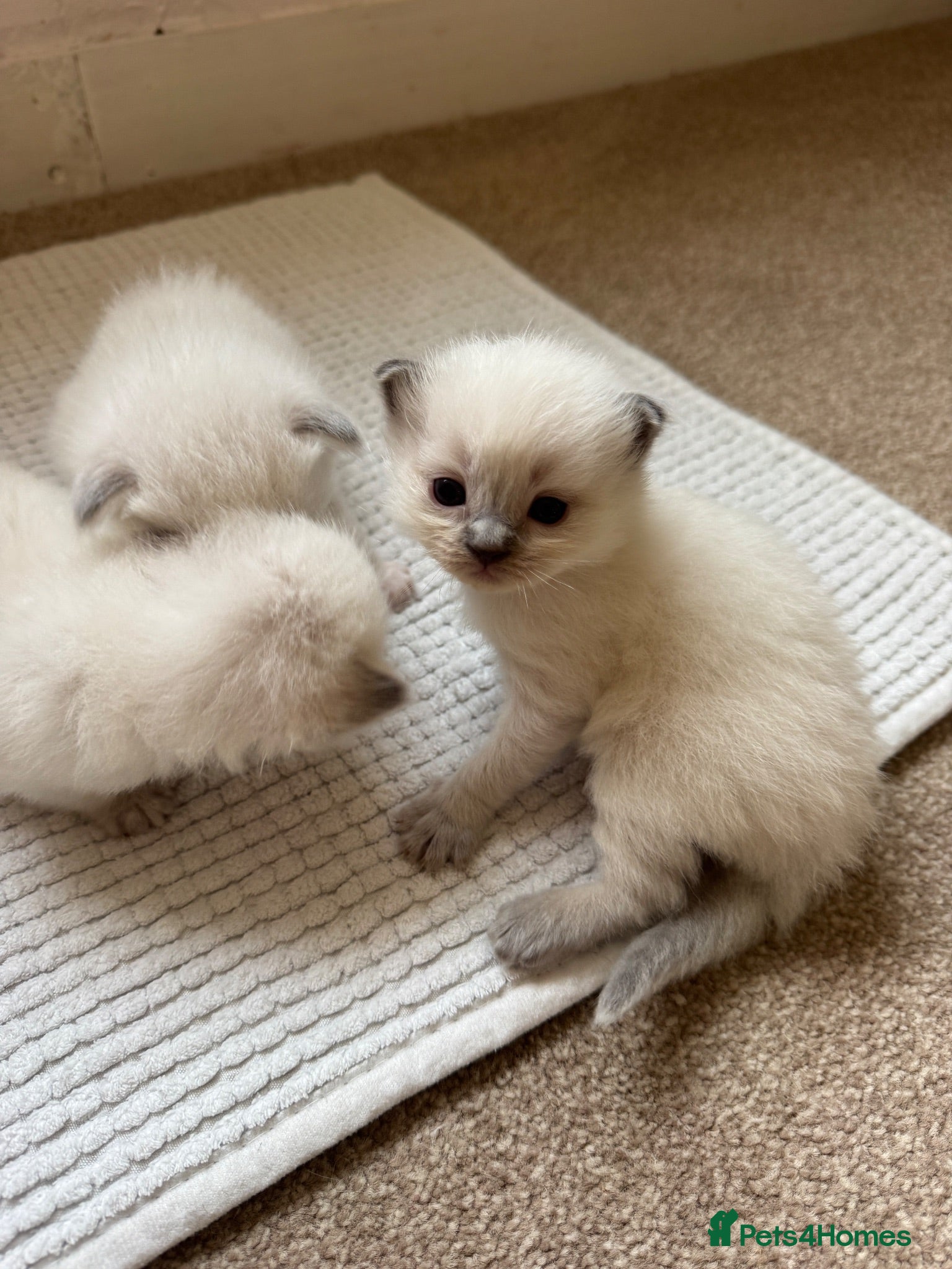 Ragdoll cats 8 beautiful ragdolls for sale - Advert 3