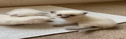 Ragdoll cats for sale: 8 beautiful ragdolls for sale in Ware - Advert 1