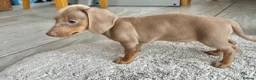 Miniature Dachshund dogs for sale: Miniature Dutch hound puppies - Advert 13