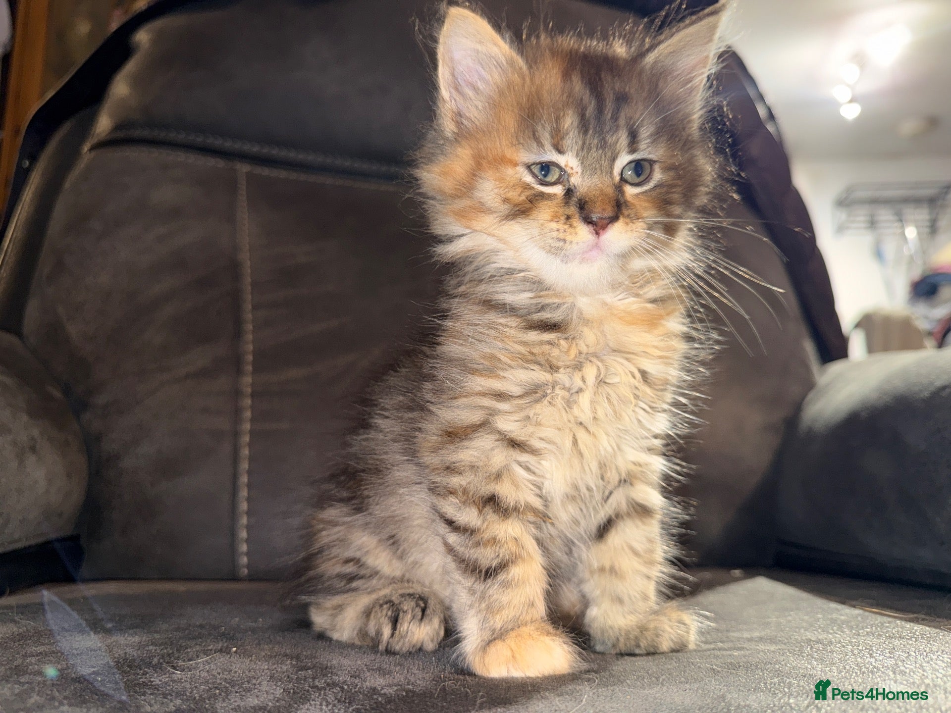 Maine Coon cats Stunning Maine Coon X Kittens Needing New Homes! - Advert 2