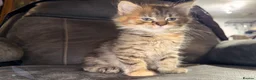Maine Coon cats for sale: Stunning Maine Coon X Kittens Needing New Homes! - Advert 2