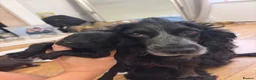 Cockapoo dogs for sale: Beautiful litter of cockapoos  in Lymington - Advert 3