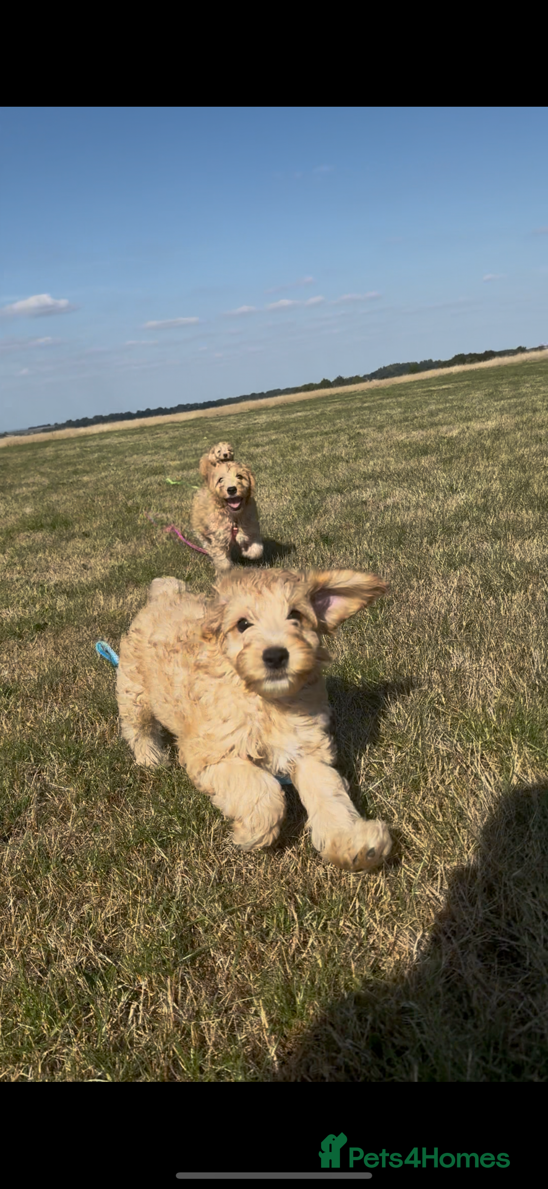 Cockapoo dogs for sale: Adorable Cockapoo Puppies  - Image 17