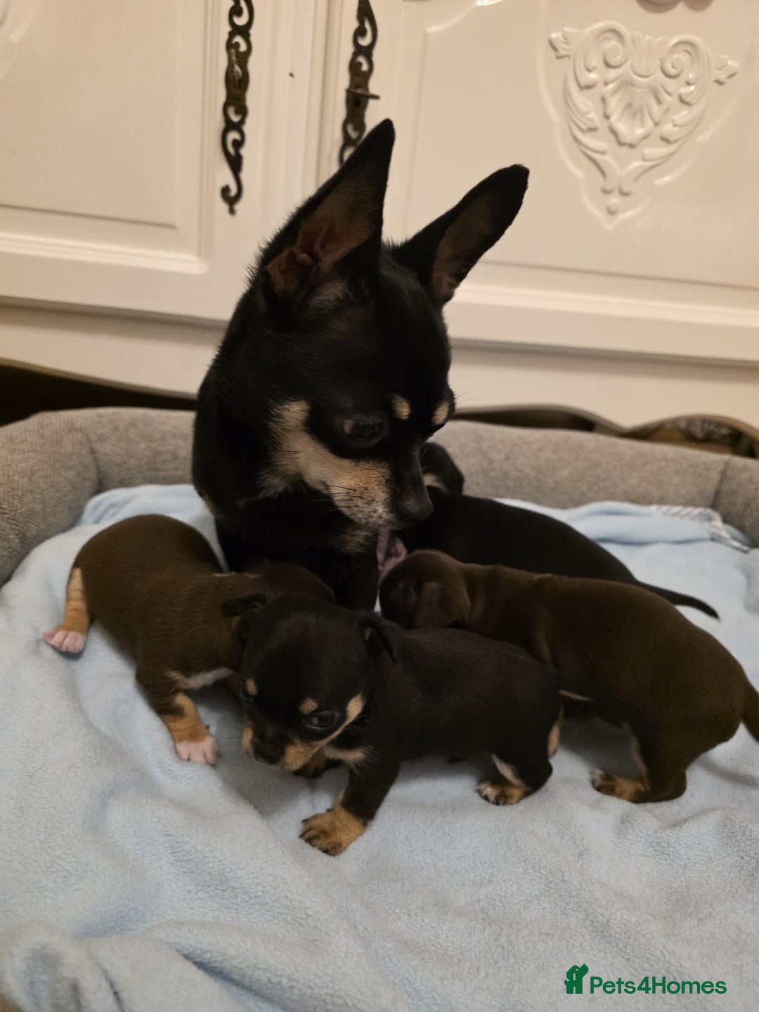 Chihuahua dogs for sale: 4 Chihuahua Puppies - Advert 2