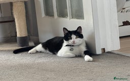 Mixed Breed cats for sale: Rehoming Our Girl - Image 3