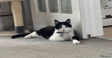 Mixed Breed cats - Advert 9