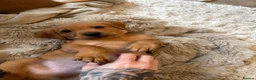 Labrador Retriever dogs for sale: Stunning fox red Labrador pups 🐶  in Rotherham - Advert 22