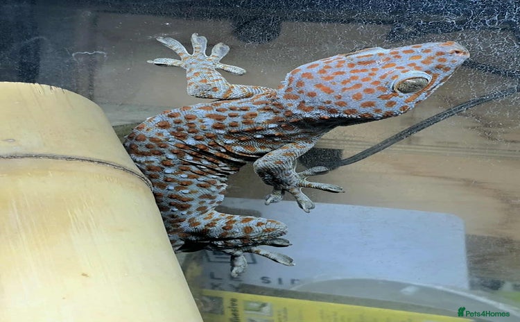 Gecko reptiles - Advert 2