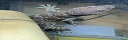 Gecko reptiles for sale: Tokay Gecko Pair - Advert 1