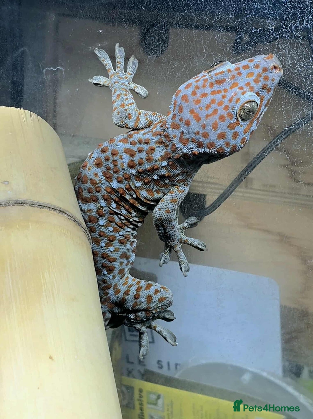 Gecko reptiles for sale: Tokay Geckos - Image 1