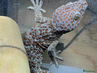 Gecko reptiles - Advert 36