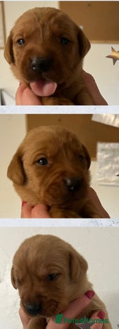 Labrador Retriever dogs - Advert 3