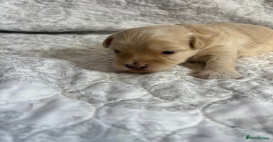 Maltipoo dogs - Advert 5