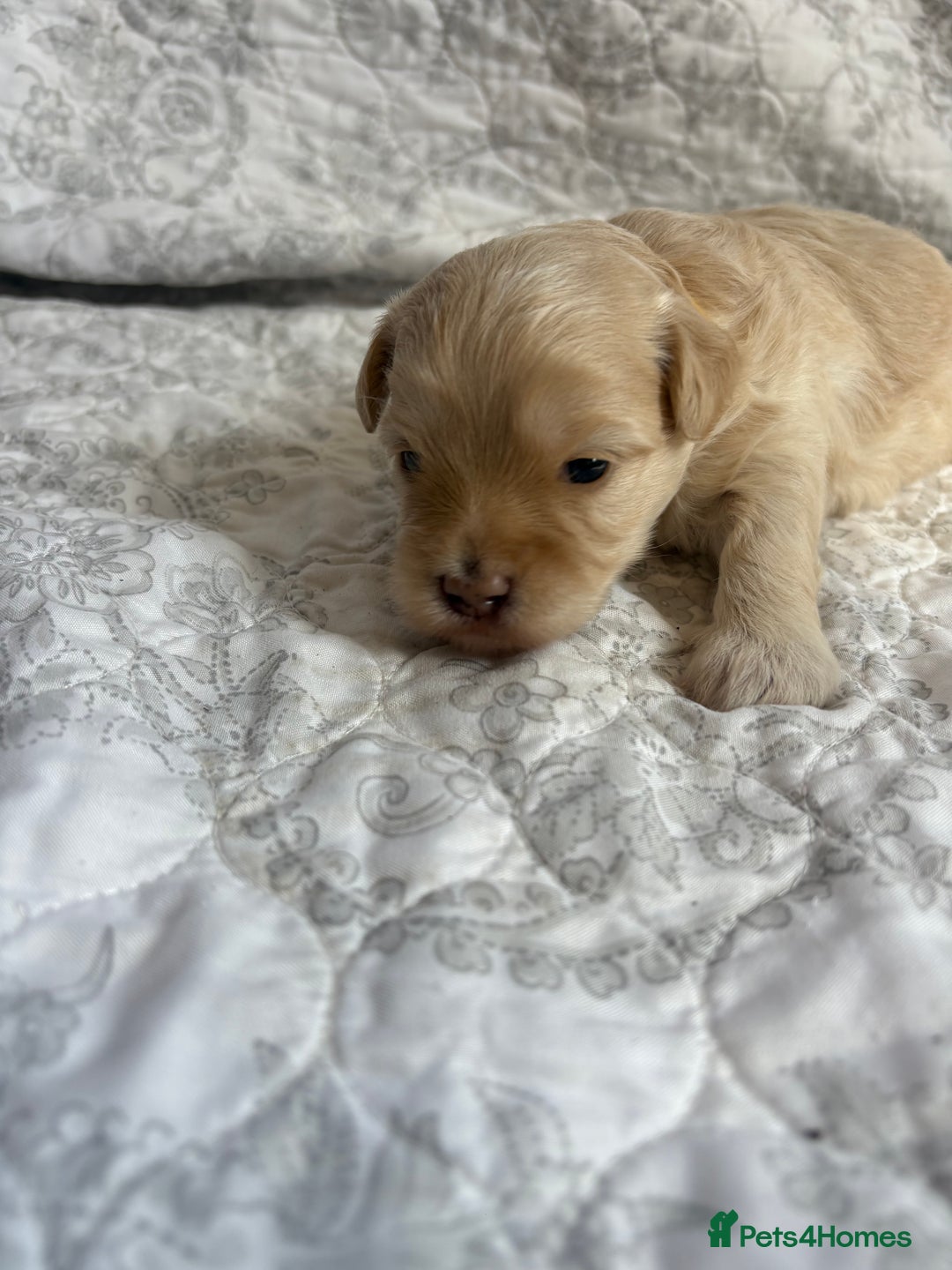 Maltipoo dogs for sale: 🤩 4 stunning male F1 Maltipoo 🤩 - Image 1