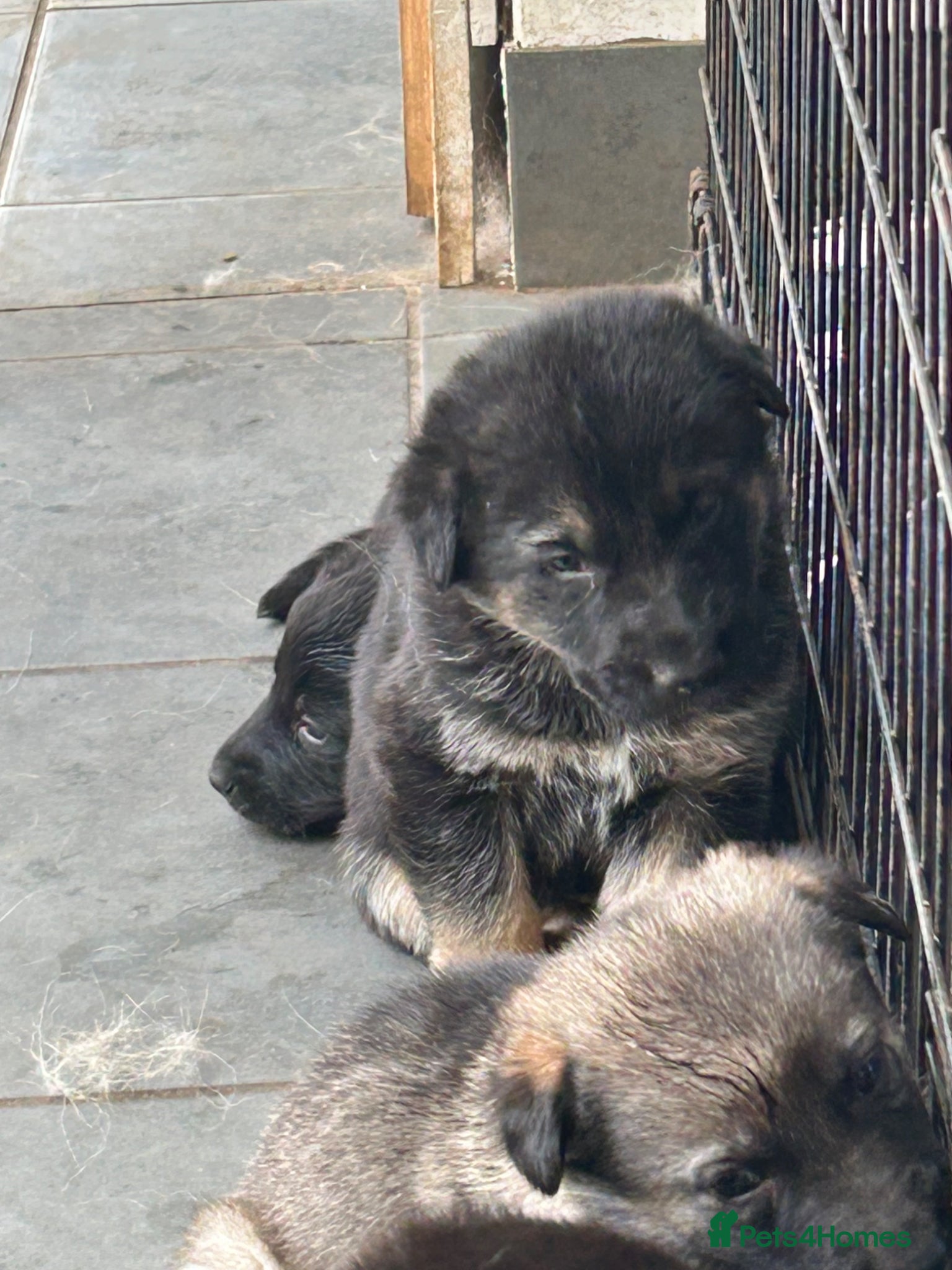 Mixed Breed dogs German shepherd x malinois  - Advert 5