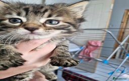 Mixed Breed cats for sale: Mixed Bengal Kittens Long Haired - Image 3