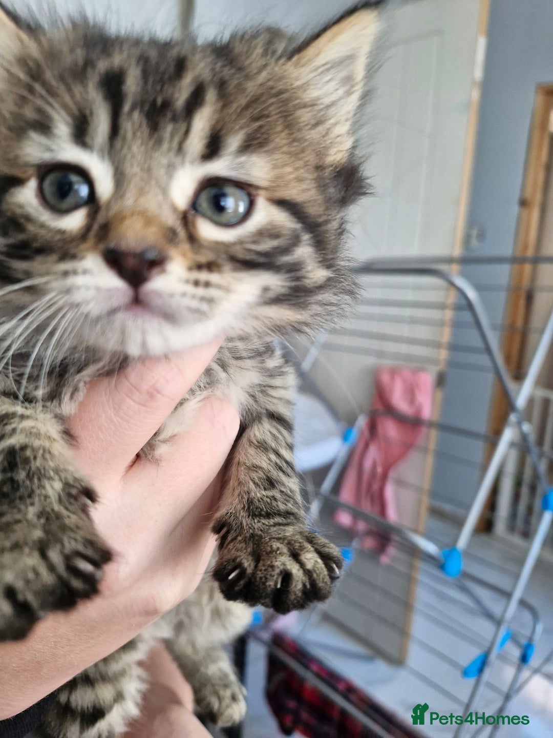 Mixed Breed cats for sale: Mixed Bengal Kittens Long Haired - Image 3