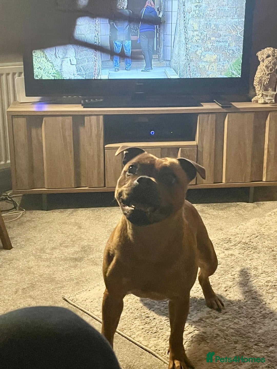 Staffordshire Bull Terrier dogs for sale: beautiful female red Staffordshire bullterrier - Image 5