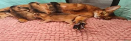 Abyssinian cats for sale: Abyssinian kittens in Scunthorpe - Advert 14