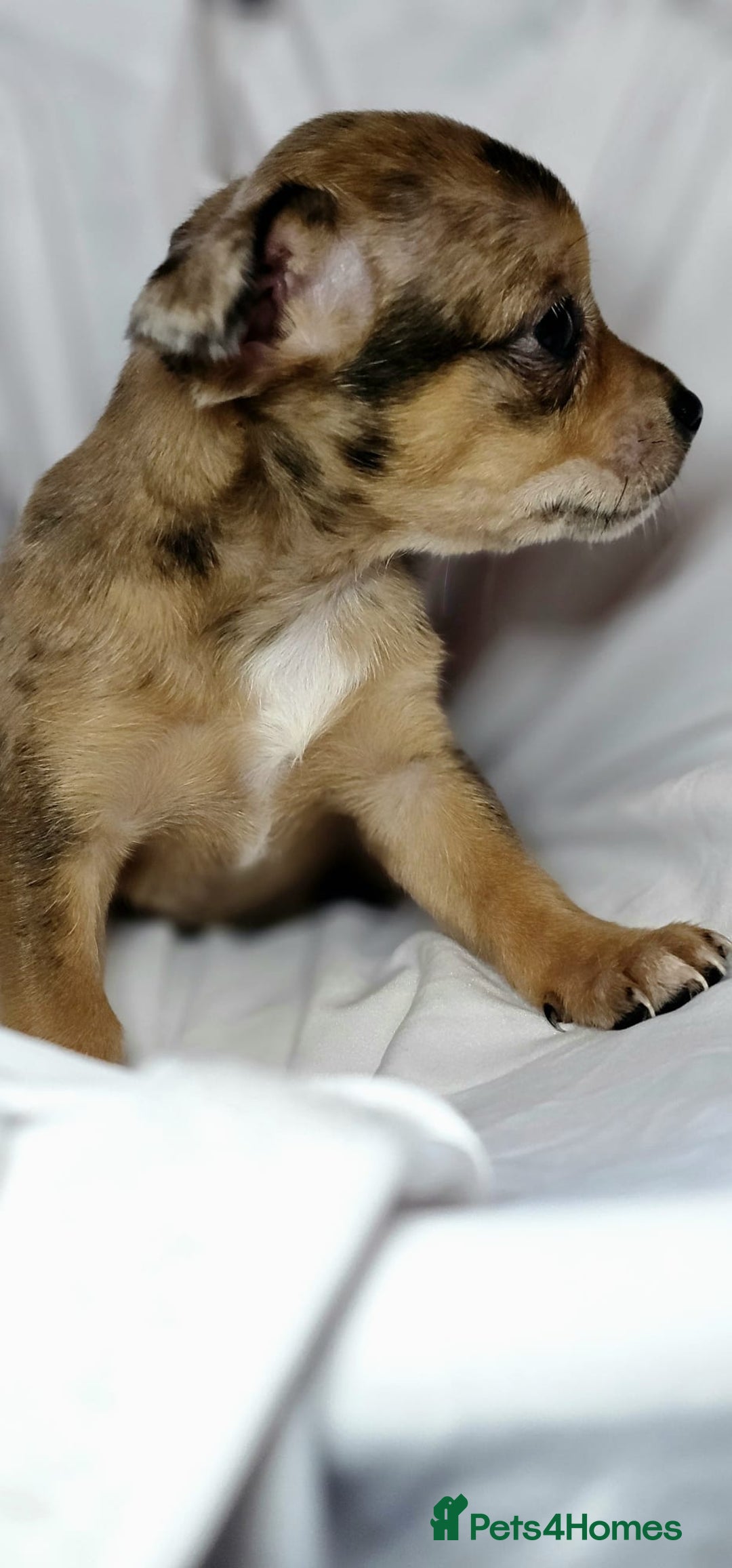 Chihuahua dogs for sale: 🎄🎅 2 little girls searching for a forever home  - Advert 1