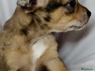 Chihuahua dogs - Advert 5