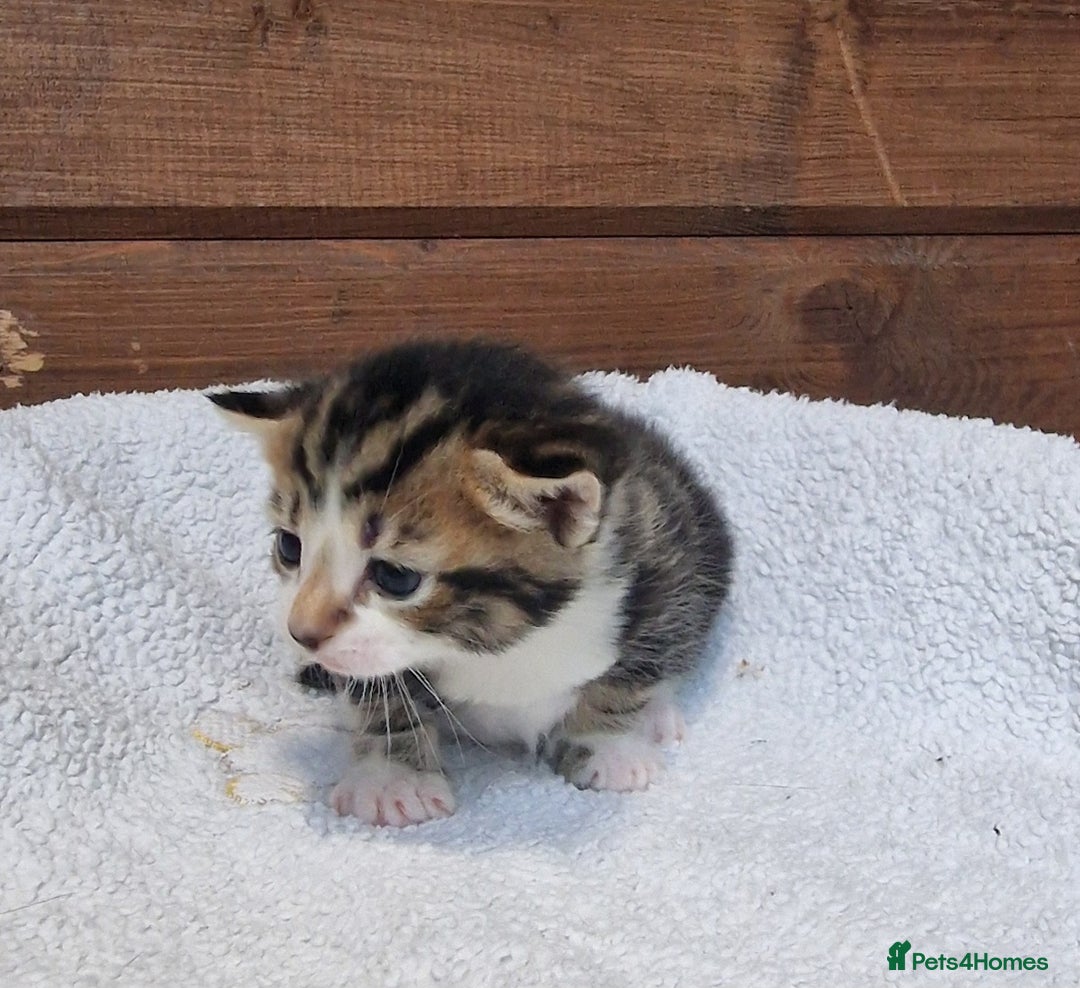 Mixed Breed cats for sale: 3 Gorgeous Kittens - Advert 10