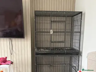 Mixed Breed birds Double parrot cage - Advert 8