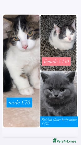 Mixed Breed cats British short hair male - Advert 12