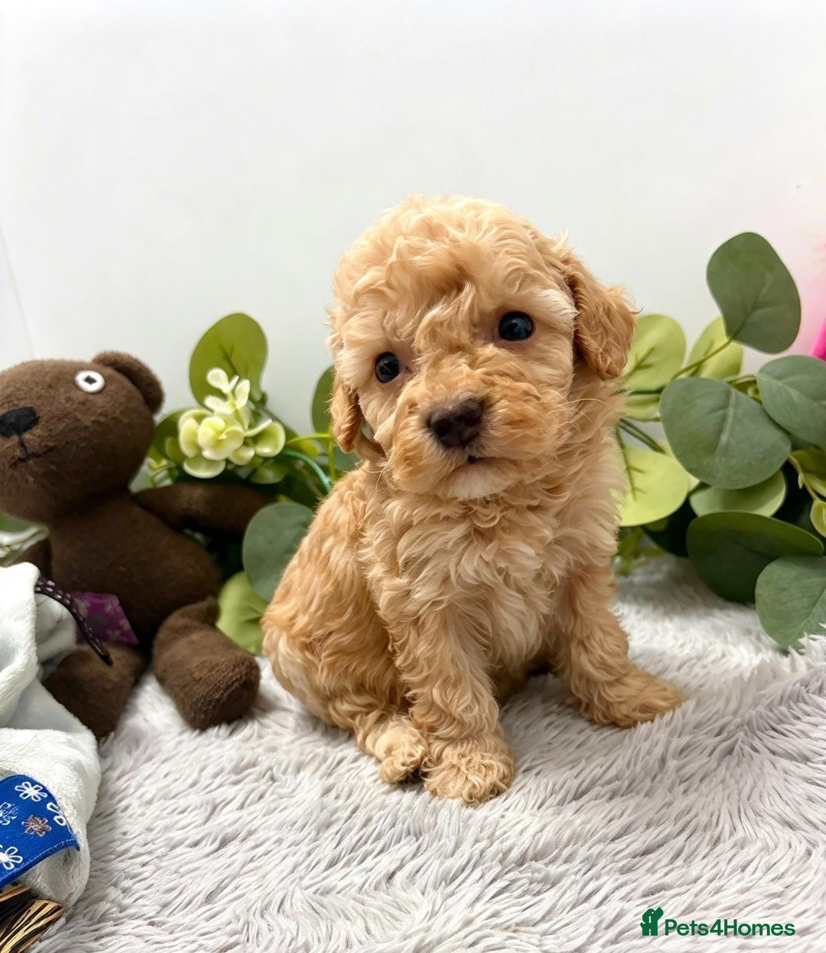 Poodle dogs Miniature poodle pups dna clear merle and apricot - Advert 2