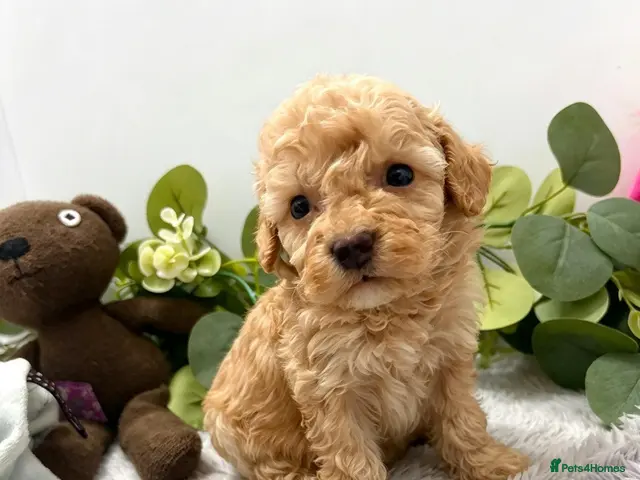 Miniature Poodle dogs Miniature poodle pups dna clear merle and apricot - Advert 2