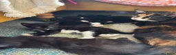 Mixed Breed cats for sale: 4 healthy black and black and kittens  - Advert 2